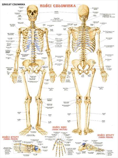 plansze edukacyjne biologia - 245.jpg