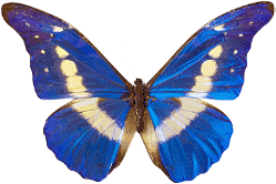 motyle i owady - Farfalle8.gif