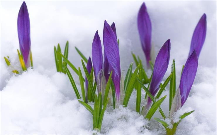 1.Wiosenna - crocus-flower-buds-violet-primrose-snow.jpg
