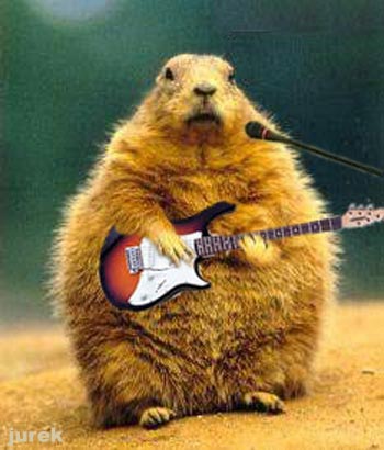 Zwierzęta - zwierzak z gitara.jpg