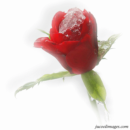 róże czerwone - flowers_861.gif