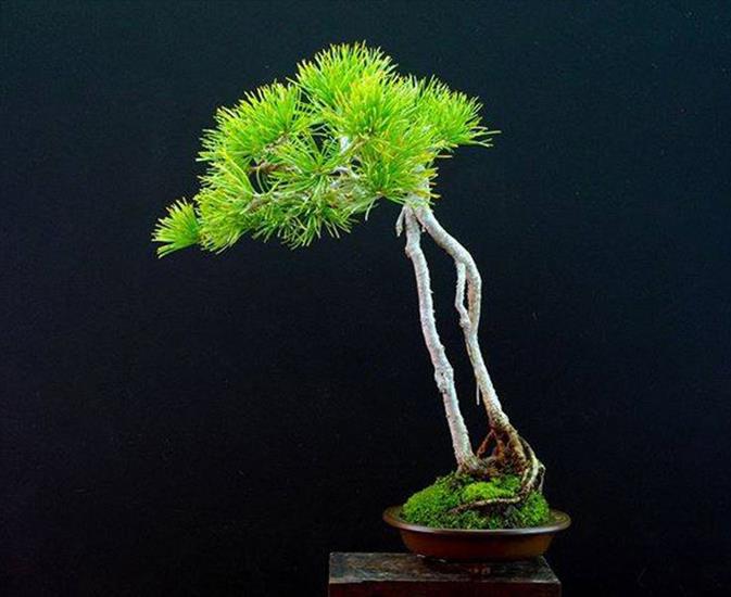   bonsai - najpiękniejsze drzewka - eccf6ae3b9d32052ce8de72dd09989ec.jpg