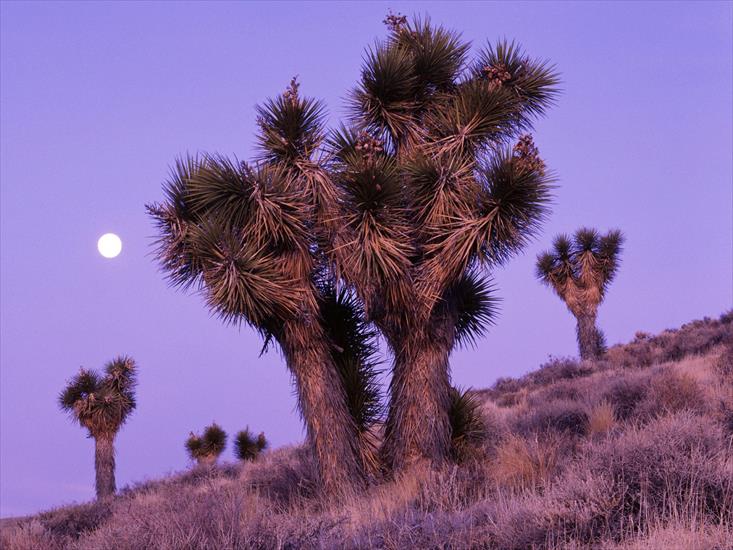National Parks Wallpapers - Moonrise Over Joshua Trees, Death Valley National Park, California.jpg