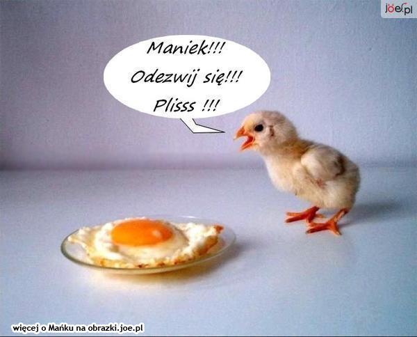 Wielkanoc - joe.pl_kurczak-jajecznica-maniek.gif