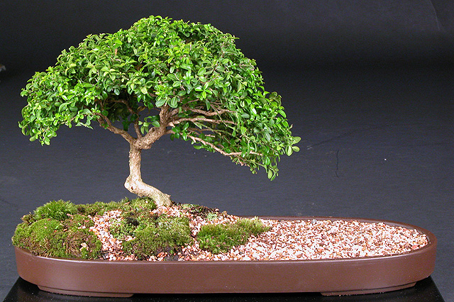   bonsai - najpiękniejsze drzewka - 5 buxus_microphilla.jpg