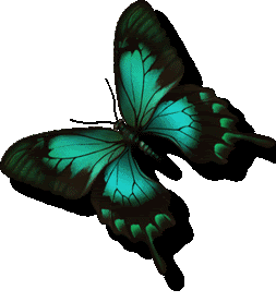 Motyle gify - 69202972_Babochka0002.gif