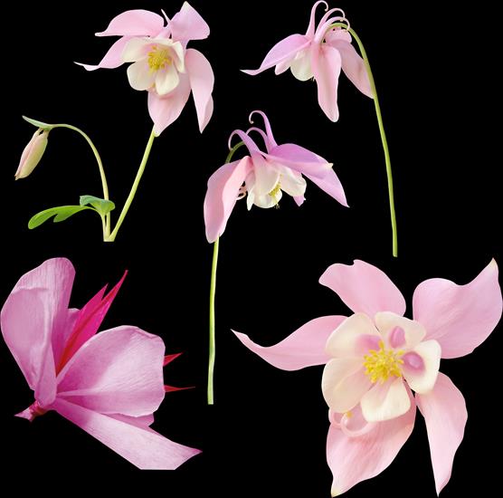 Flower Clipart 64 png - 1 16.png