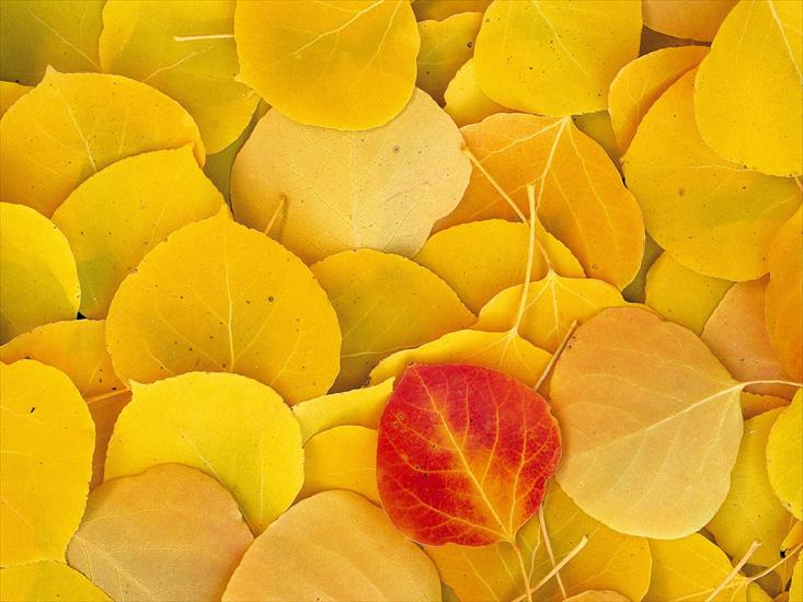jesień - Nature_Seasons_Autumn_Yellow_leaf_litter_016260_.jpg