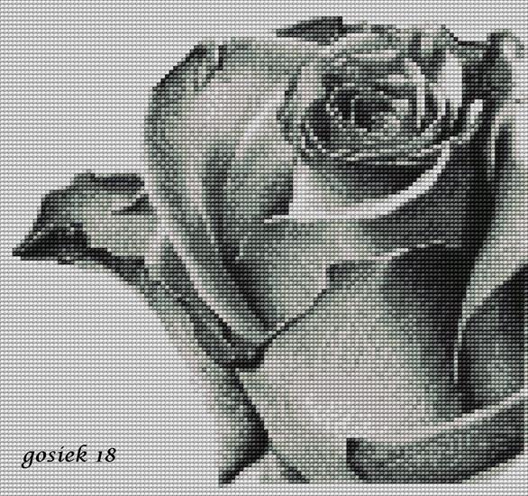 RÓŻE - róża szara.jpg