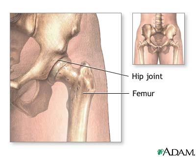 Anatomia - staw biodrowy.jpg