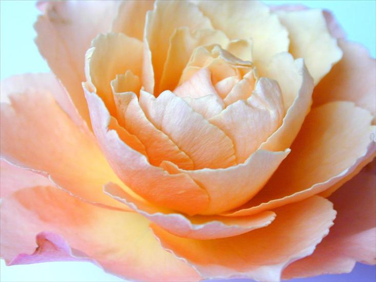 tylko róże - Rose-091.jpg