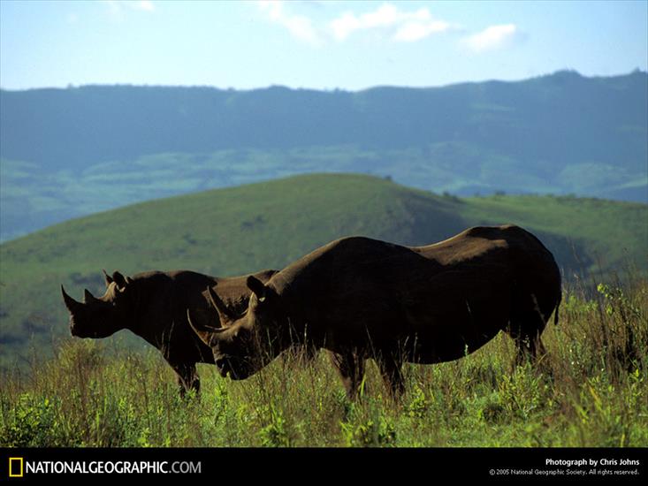 NG09 - Natal Province Rhino, South Africa, 1995.jpg