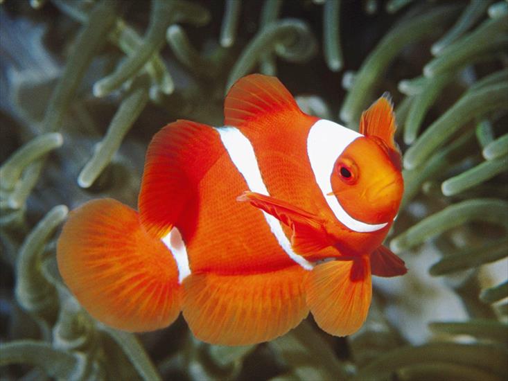 Zdjęcia   Tapety HD - spine_cheek_anemonefish_papua_new_guinea.jpg