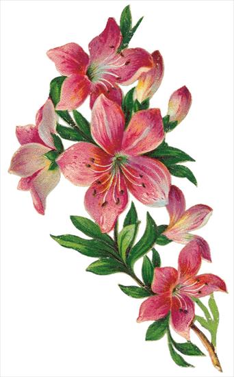 Wzory kwiatowe do decoupage - gallery-ru-22829578.jpg