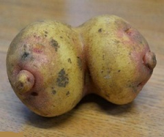 Erotyczne warzywa - rośliny_ziemniak_cycki2.jpg