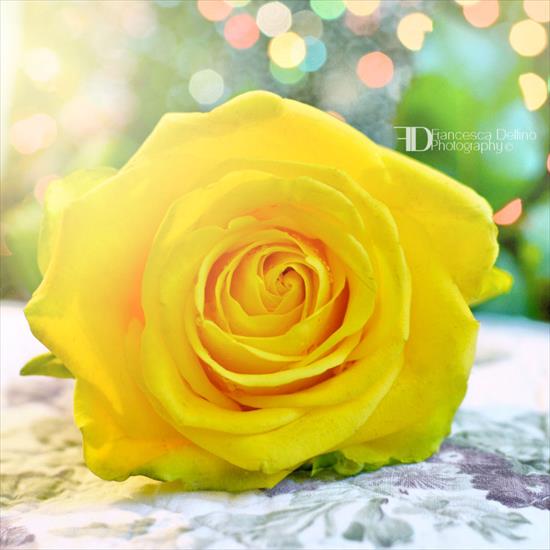 Delfino Francesca - yellow_rose_by_francescadelfino-d75s0nt.jpg