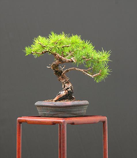 galeria bonsai - 1712332007_05_dsc_2295v.jpg