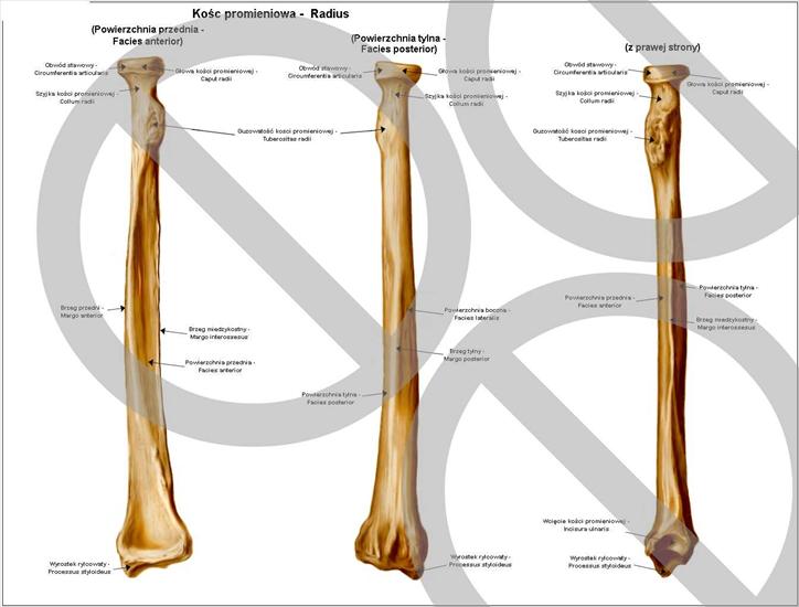 Anatomia - Kość promieniowa.jpg