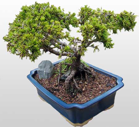 DRZEWKA BONZAI - bonsai_1142bc.jpg