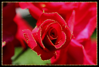 kwiaty - Złote Róże 9.gif