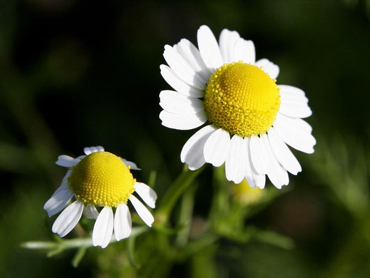 margerytki, rumianki, rumiany - Chamomile-Flowers-1-1024x768.jpg