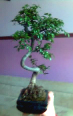 JPG - bonsai 189.jpg