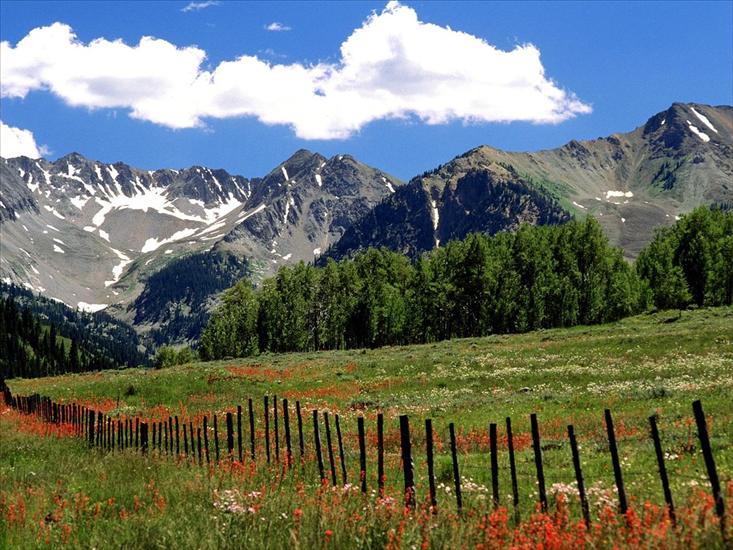 Tapety HD na pulpit - Wildflowers and Farm Fence, Outside Aspen, Colorado.jpg
