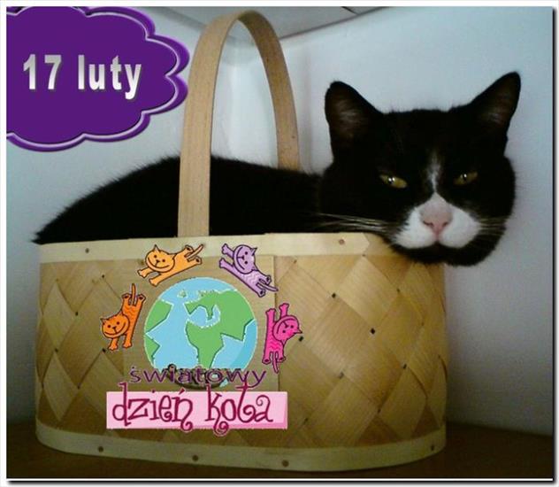 kotki - Światowy Dzień KOTA.jpg