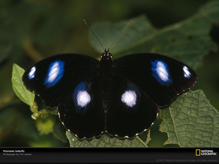 NG02 - Butterfly, Polynesia, 2003.jpg