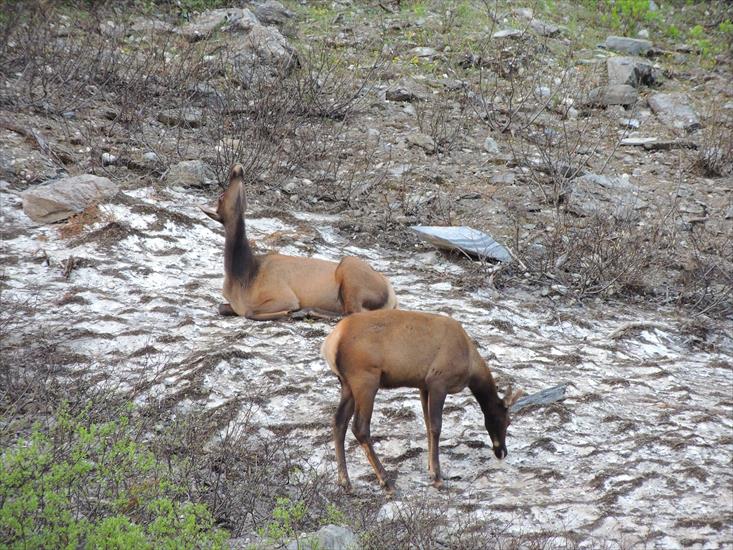 Yoho National Park - Elk.jpg