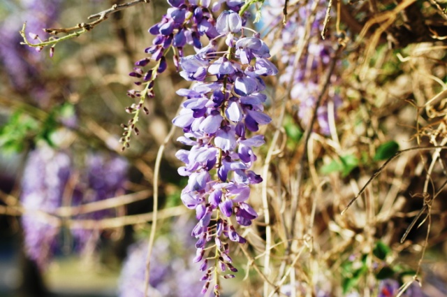 kwiatki - oklahoma color project purple wisteria.jpg