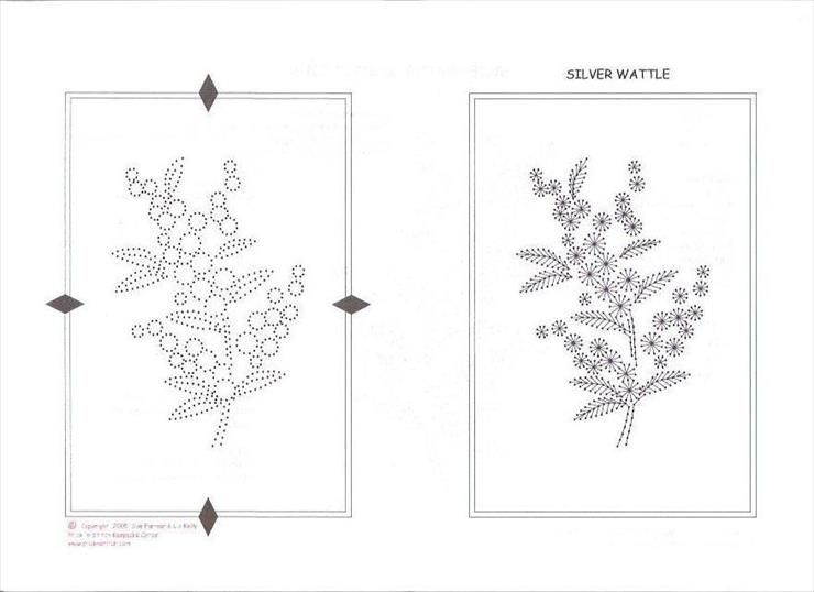 kwiaty1 - silver wattle 3.JPG