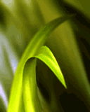 animowane ruchome - Grass_Z530.gif