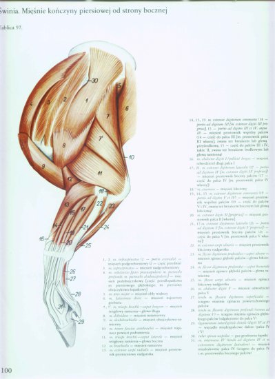 atlas anatomii topograficznej-miednica i kończyny - 094.jpg