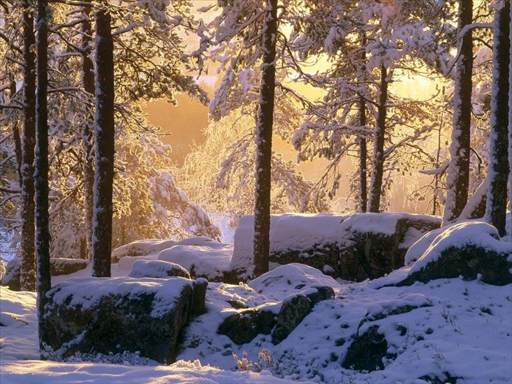 zima - Snowy Pine Forest, Vsterbotten, Sweden.jpg