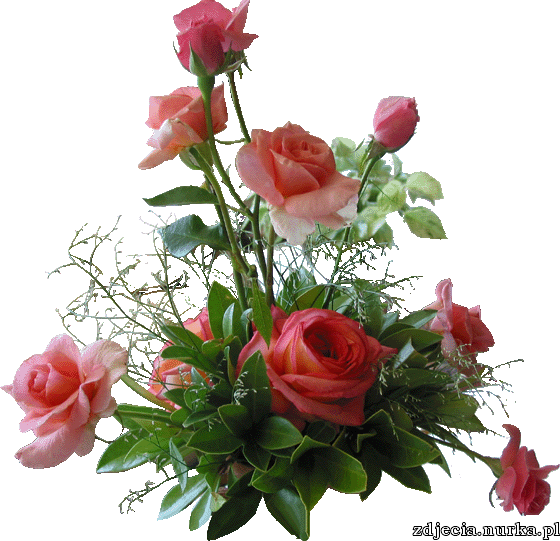 Róża-piękny kwiat - www.iv.pl-images-16629081172842111262.png