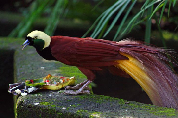 Głosy natury - Rajski ptak_Paradisaea_apoda_-Bali_Bird_Park-6.jpg