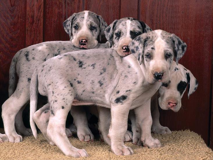 tapety - Harlequin Great Danes.jpg