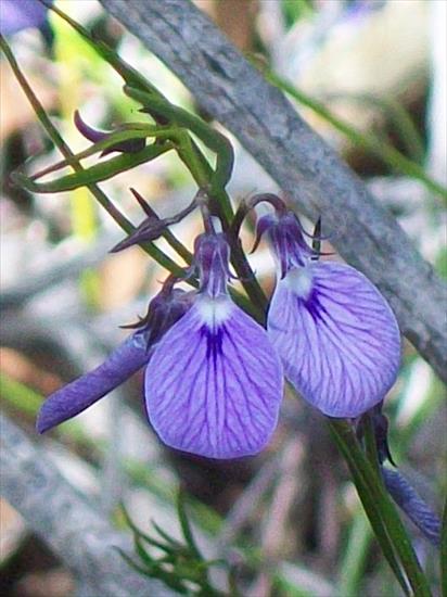 hybanthus - d856691585d158a54b45022c8f2a34f3--eucalyptus-violets.jpg