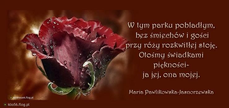 wiersze - róża-Pawlikowska Jasnorzewska.jpg