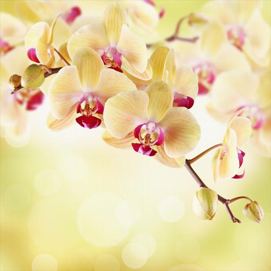 just_angel - Soft orchids.jpg