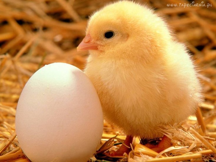 Zwierzęta,ptaki,gady, i inne - jajko_kurczaczek.jpg