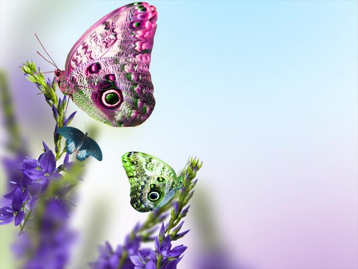 Motyle i ważki - spring-butterfly-wallpaper-desktop-background-1280x960.jpg