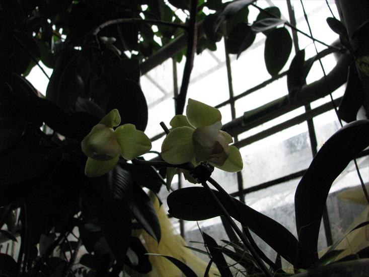 Sosnowiec kwiecień - phalaenopsis peloric.jpg