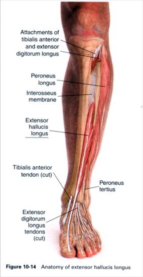 Anatomia masażu - 10-14.JPG