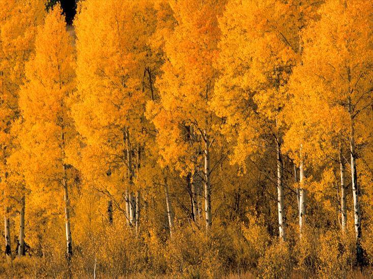 krzysiek16257 - Aspen Trees, Montana - 1600x1200 - ID 31138.jpg