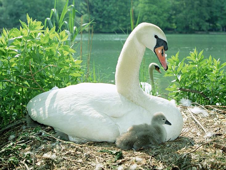  Animals part 2 z 3 - Mute Swan and Chicks, Germany.jpg