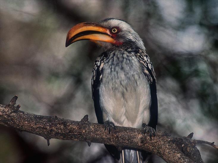 Ptaki - Proud Hornbill, Kruger park, South Africa.jpg
