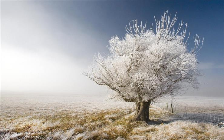 NOWA ZELANDIA - A frosty tree, A frosty day in Central Otago, New Zealand.jpg
