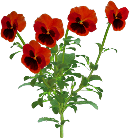 PNG foto-photoshop - pansy_05.png